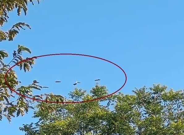 Rare Hornbills Sighted Again in Silluk;  Pasighat Forest Division Issues No-Hunting Advisory