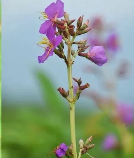 New Flowering Plant Species Discovered in Manas National Park