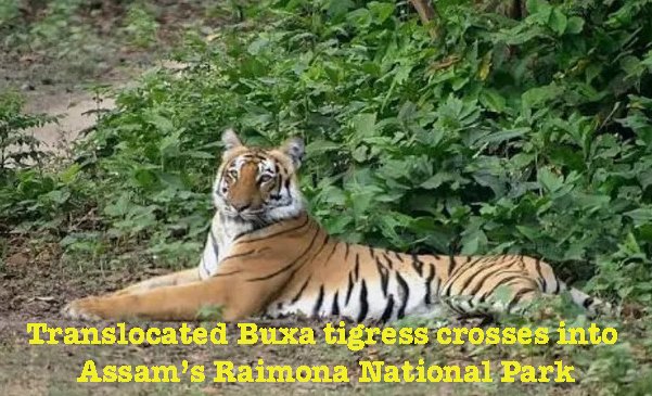 Translocated Buxa tigress crosses into Assam’s Raimona National Park