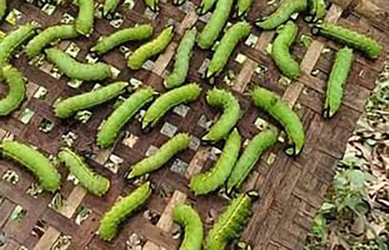 Mizoram Emerges as New Source of Muga Silkworm Seed for Northeast