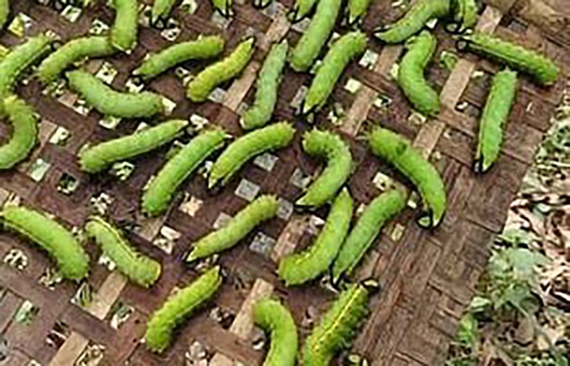 Mizoram Emerges as New Source of Muga Silkworm Seed for Northeast